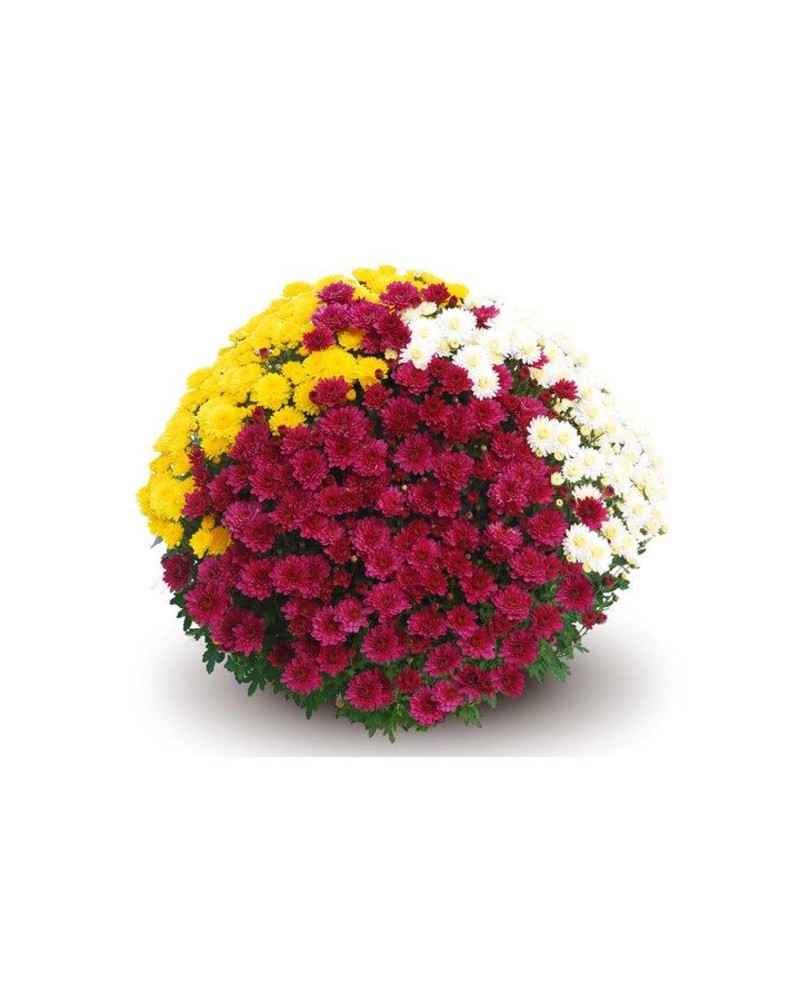 Chrysanthemum tricolor tarrina 30 60cm            