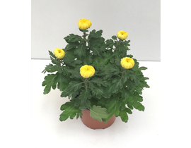 Chrysanthemum turner 17 (cinco flores)            