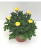 Chrysanthemum turner 17 (cinco flores)            