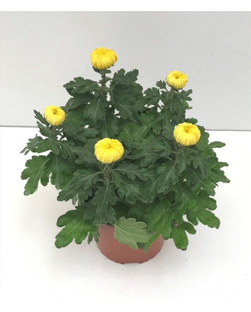 Chrysanthemum turner 17 (cinco flores)            