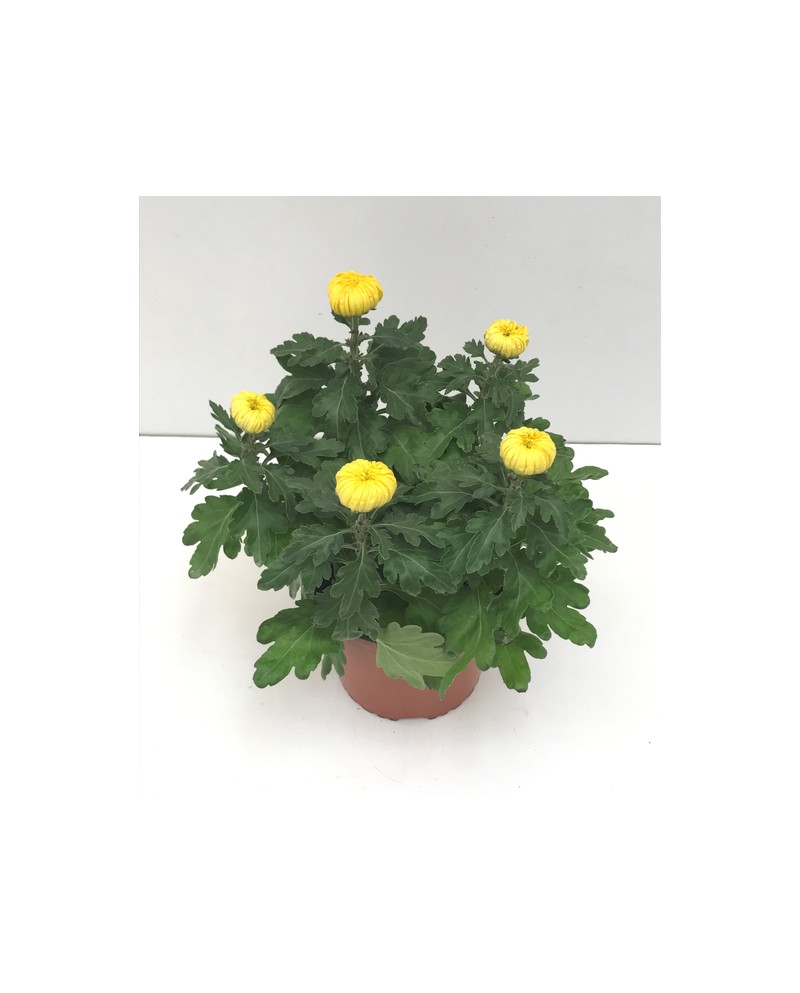Chrysanthemum turner 17 (cinco flores)            