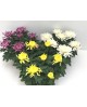 Chrysanthemum turner tarrina 25 (siete flores)    