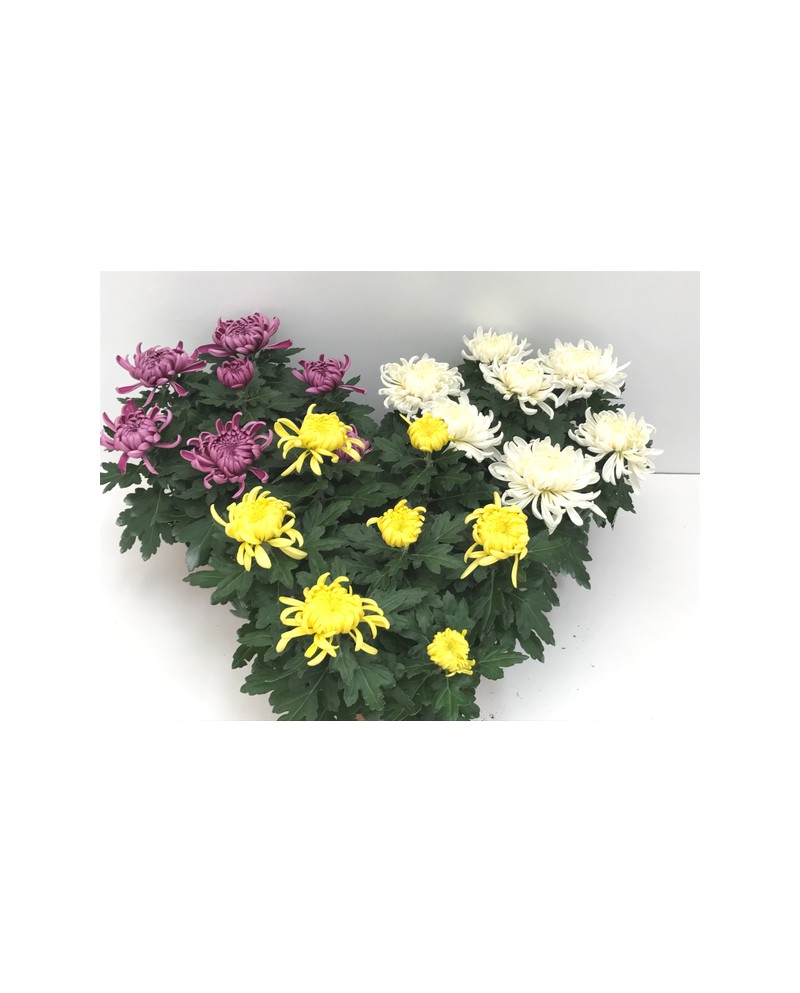 Chrysanthemum turner tarrina 25 (siete flores)    
