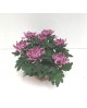 Chrysanthemum turner tarrina 25 (siete flores)    