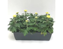 Chrysanthemum turner jardinera 40cm (8flores)     