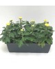 Chrysanthemum turner jardinera 40cm (8flores)     