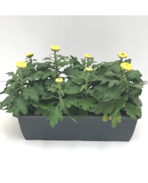 Chrysanthemum turner jardinera 40cm (8flores)     