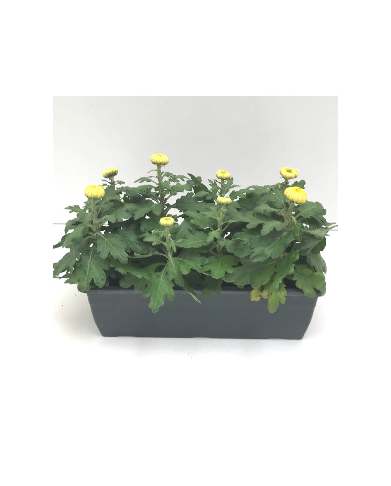 Chrysanthemum turner jardinera 40cm (8flores)     