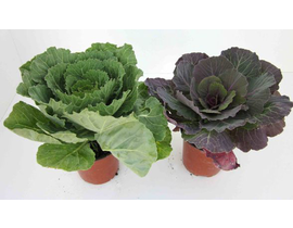 Coles de jardin m12                               