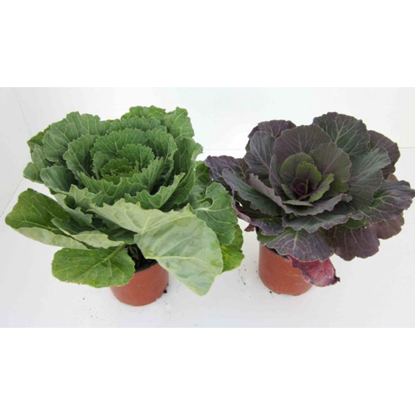 Coles de jardin m12                               