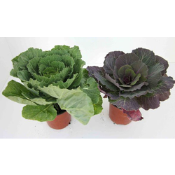 Coles de jardin m12                               