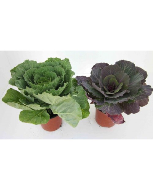 Coles de jardin m12                               