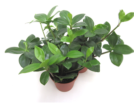 Peperomia peresquifolia 9                         