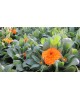 Calendula m11                                     