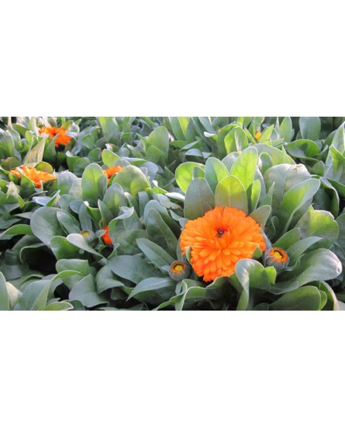 Calendula m11                                     