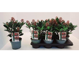 Skimmia jap. rubella m15                          