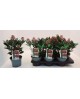 Skimmia jap. rubella m15                          