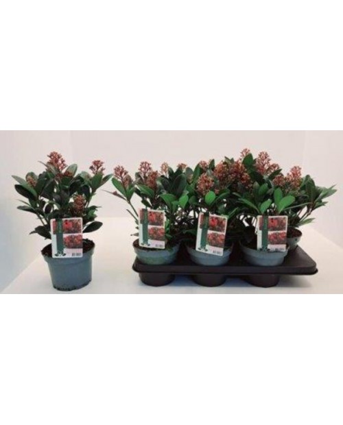 Skimmia jap. rubella m15                          
