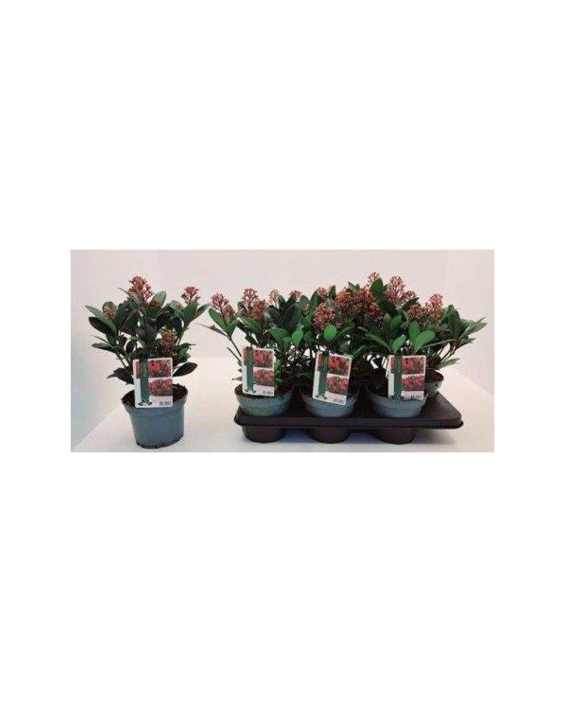 Skimmia jap. rubella m15                          