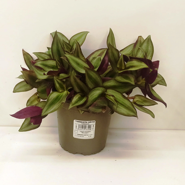 Tradescantia zebrina m13                          