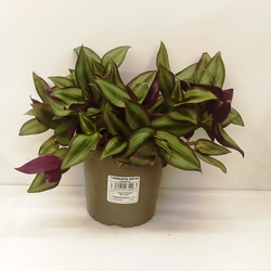 Tradescantia zebrina m13                          