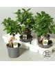 Ficus retusa ginseng 30cm m13                     