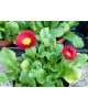 Botonet  -bellis-  11                             