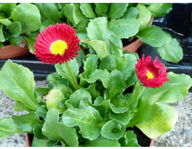 Botonet  -bellis-  11                             