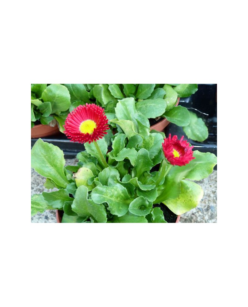 Botonet  -bellis-  11                             