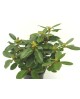 Rododendron 30/40 3lt                             