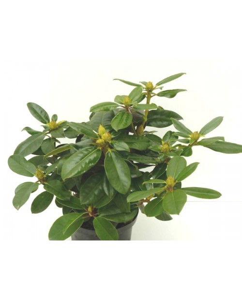 Rododendron 40/50 5lt                             