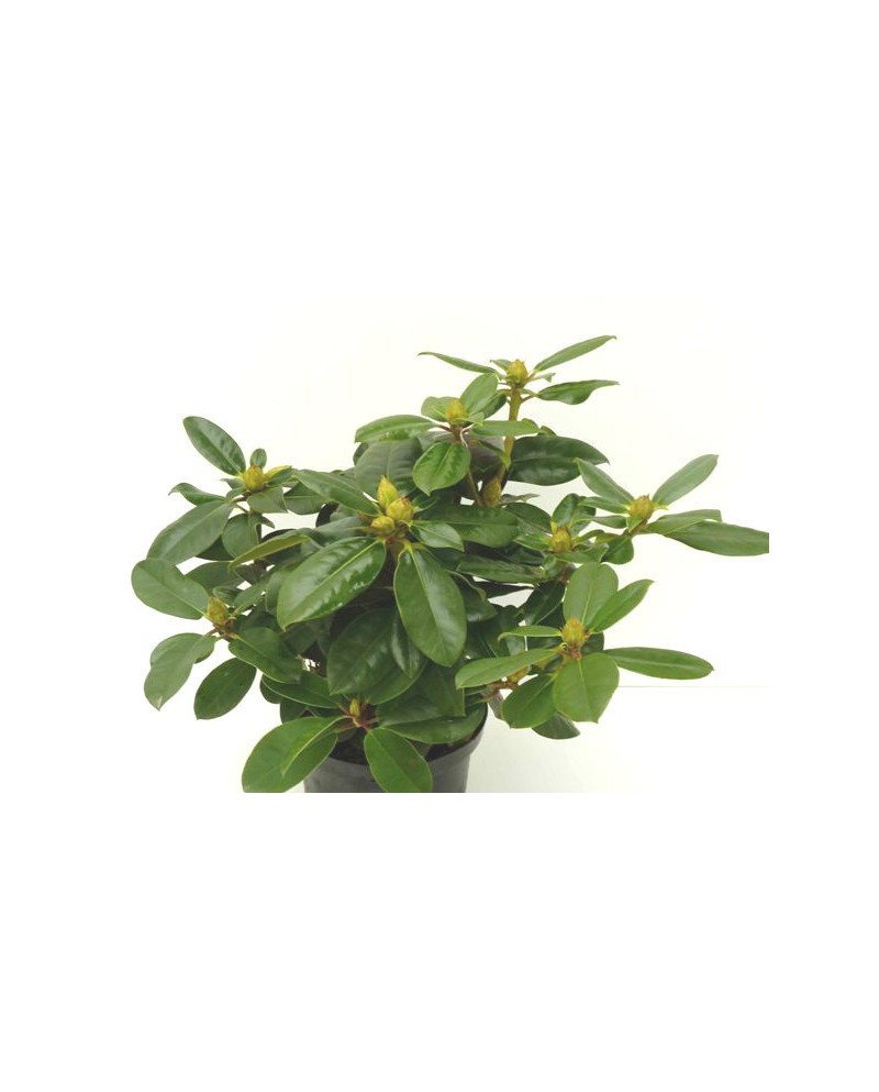 Rododendron 40/50 5lt                             