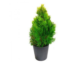 Thuya aurea piramidal 10lt 60/80cm                