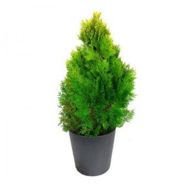 Thuya aurea piramidal 10lt 60/80cm                