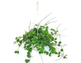 Hoya colgar sp. t15                               