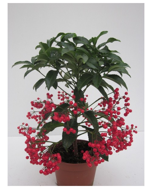 Ardisia crenata m14                               