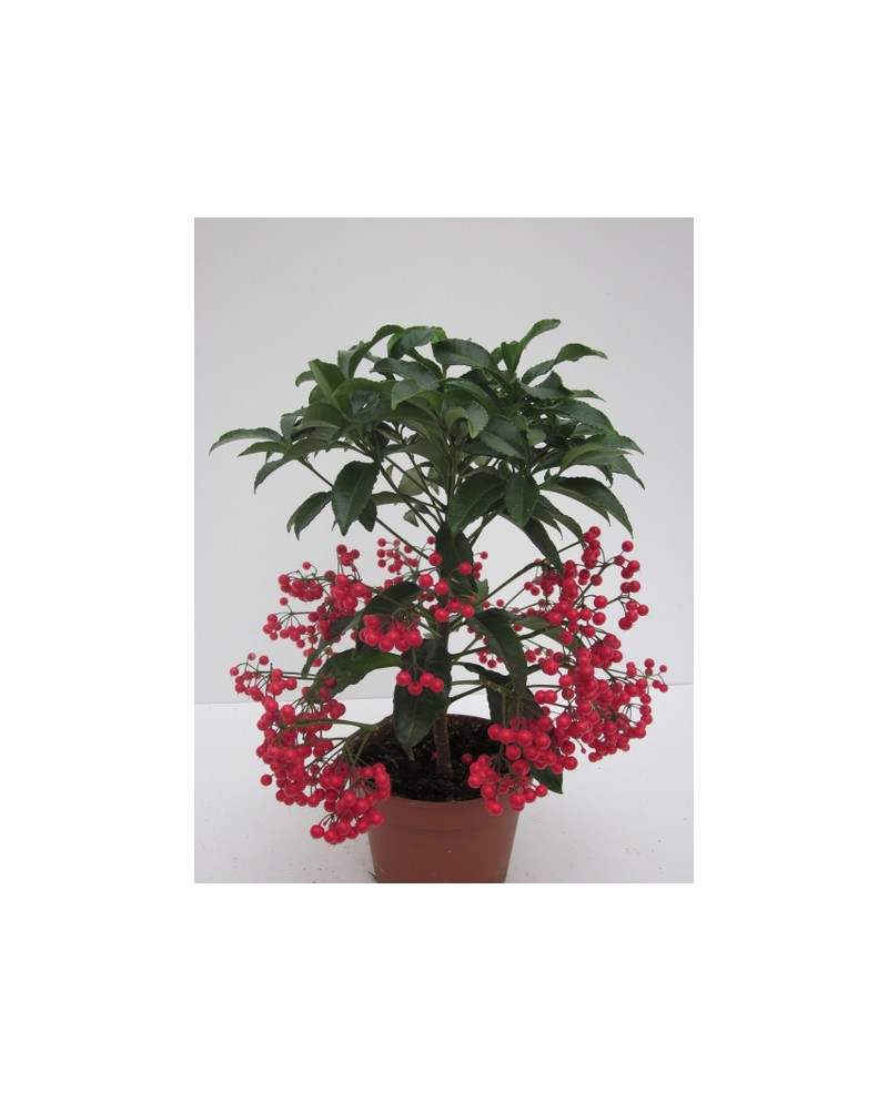 Ardisia crenata m14                               