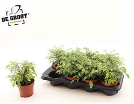 Ficus Kinky 12                                    