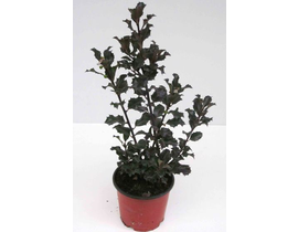 Ilex mix m14 30cm                                 