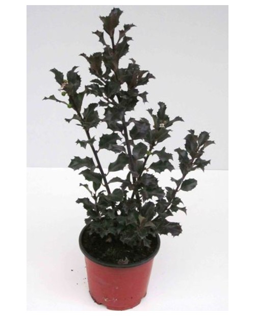 Ilex mix m14 30cm                                 