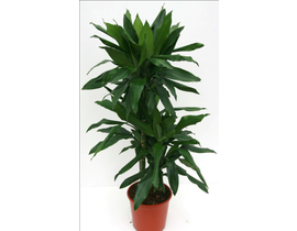 Dracaena janet craig 15/45 m18                    