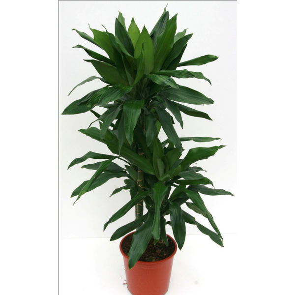 Dracaena janet craig 15/45 m18                    