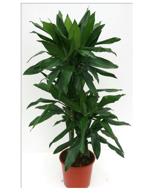 Dracaena janet craig 15/45 m18                    