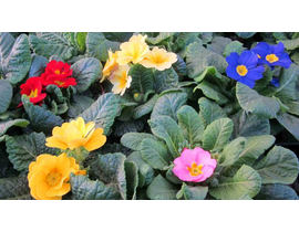 Primula acaulis 11                                