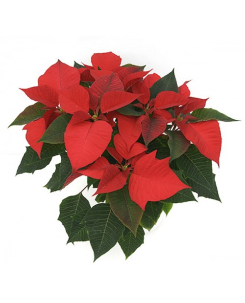 Poinsettia m14 E09-25-0008/                       
