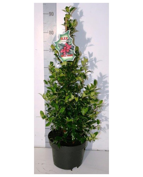 Ilex mes.blue maid piramidal m23 90cm             