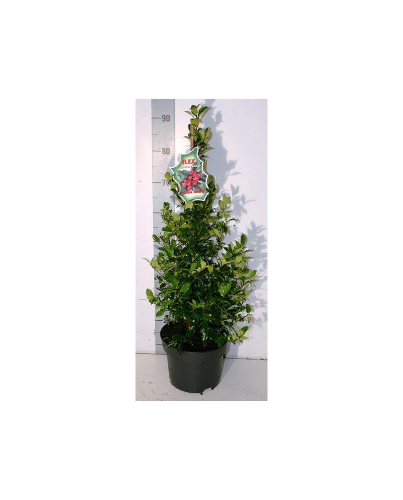 Ilex mes.blue maid piramidal m23 90cm             