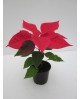 Poinsettia uniflora m11 E09/-25-0008/             
