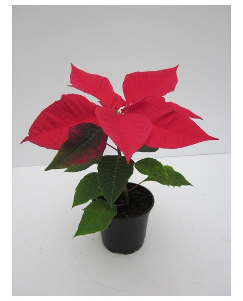 Poinsettia uniflora m11 E09/-25-0008/             