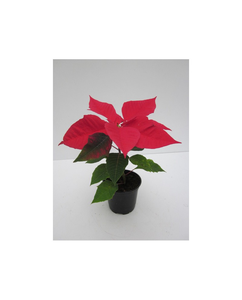 Poinsettia uniflora m11 E09/-25-0008/             